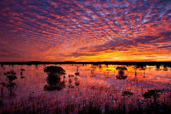 Everglades Sunrise, Florida