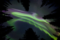 Aurora Coronal Burst through the Spruce Trees, Paxon Lake, Alaska