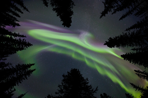 Aurora Coronal Burst through the Spruce Trees, Paxon Lake, Alaska