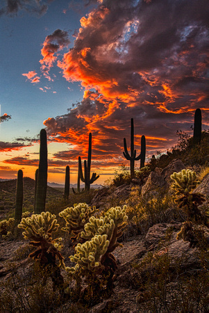 Sonoran Desert Sunset #1, Tucson, AZ
