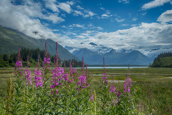 Fireweed and the Chugach Mountains from Valdez