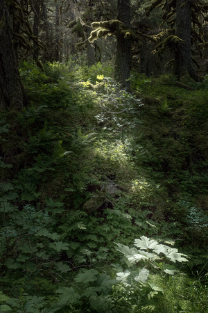 A shaft of sunlight in the forest, Portage Glacier