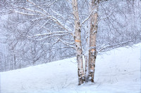 Birch in Snow, Middletown Springs