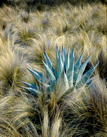 Agave and Needle Grass, Big Bend National Park, Texas
