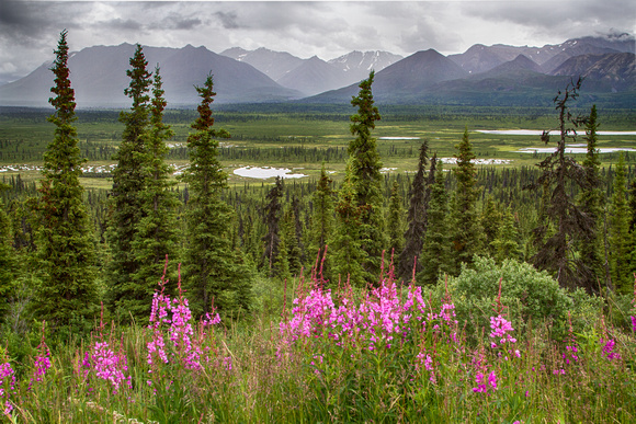 Fireweed and the Chugach Mountains from the Glenn Highway