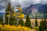 Autumn Aspen, Upper Lamar Valley