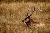 Bull Elk in Repose