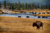 Bison crossing the Firehole River