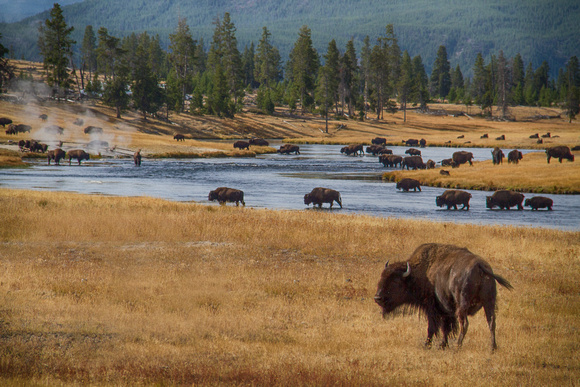 Bison crossing the Firehole River