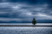 Lone Pine, Yellowstone Lake