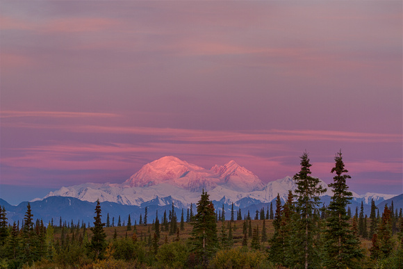 Morning Alpenglow on Denali Mountain, Alaska