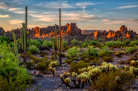 Sonoran Desert, Ajo, Arizona