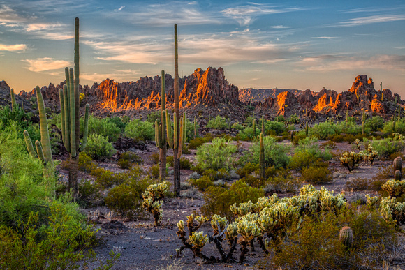 Sonoran Desert, Ajo, Arizona