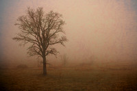 Early Spring Fog, Benson