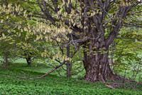 Grandfather Maple leafing out, Tinmouth