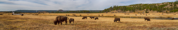 Bison along the Firehole River