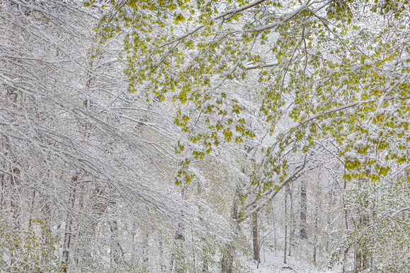 May Snowfall, Middletown Springs