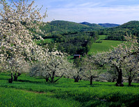 Apple Orchard, Middletown Springs