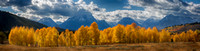 Autumn Aspen and the Teton Range