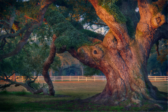Ancient live oak, St. Joseph Plantation , Louisiana