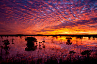 Everglades Sunrise, Florida