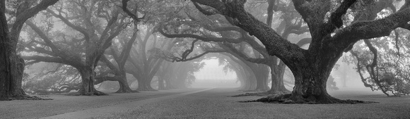 Fog in the Alley, Oak Alley Plantation, Louisiana