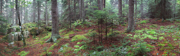 Blackwoods Moss Forest, Acadia NP, Maine