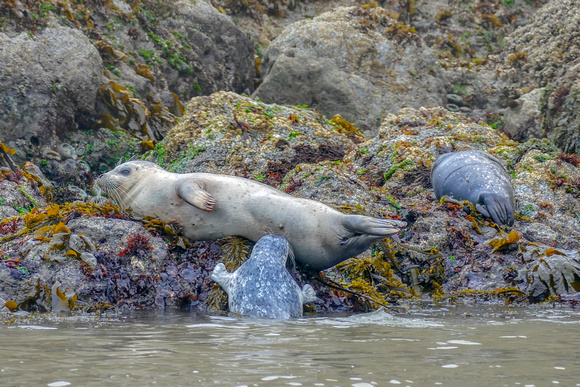 Nursing harbor seal pup, Bandon OR