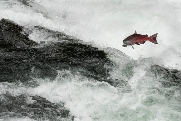 Salmon leaping the falls in the Russian River