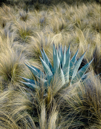 Agave and Needle Grass, Big Bend National Park, Texas