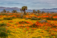 Poppies in Antelope Valley #4, California