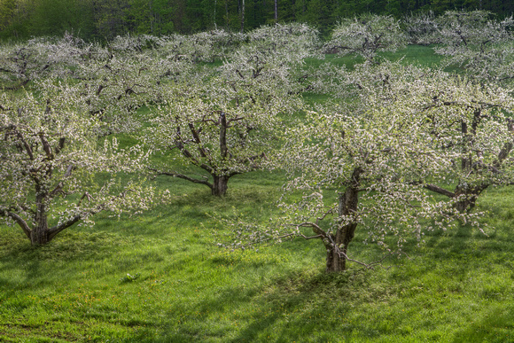 Apple Blossoms, Mendon