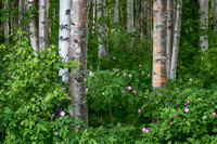 Birch Forest and Wild Rose, Chena Forest