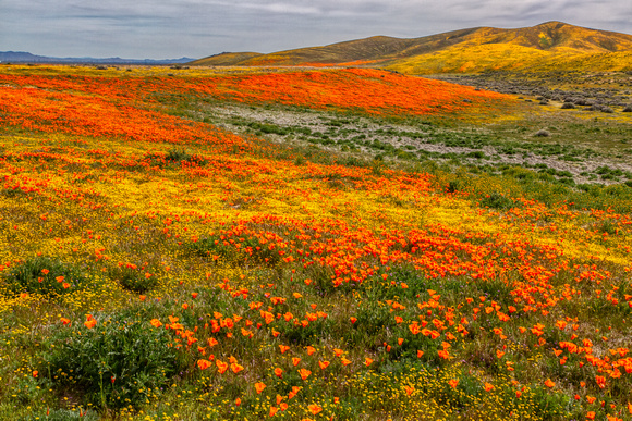 Poppies in Antelope Valley #3, California
