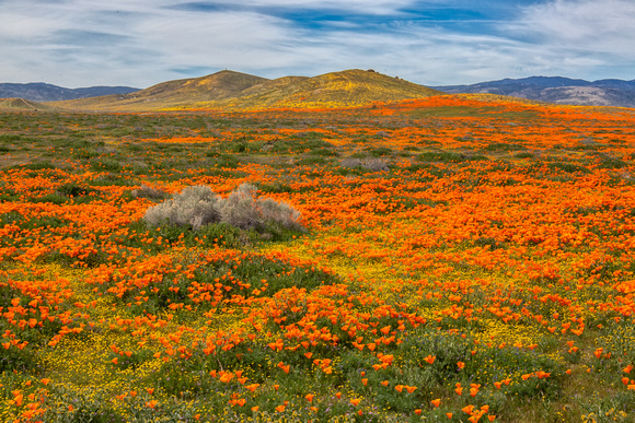 Poppies in Antelope Valley #2, California