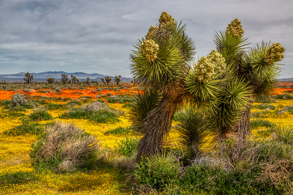 Poppies in Antelope Valley #5, California