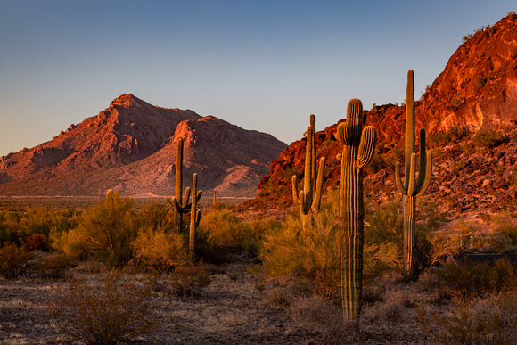 Sonoran Desert, Picacho State Park, Arizona