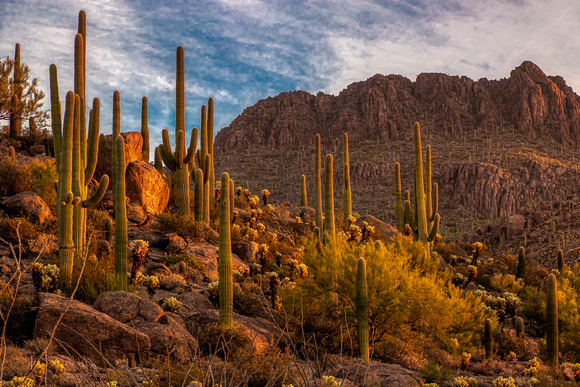 Sonoran Desert Sunrise #3, Tucson Arizona
