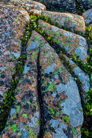 Multi-colored lichen growing on the pink granite of Cadillac Mountain
