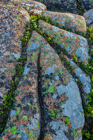 Multi-colored lichen growing on the pink granite of Cadillac Mountain
