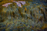Rockweed at low tide