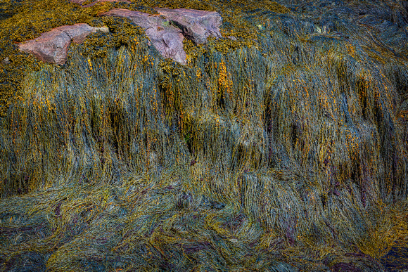 Rockweed at low tide