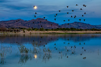 Moonrise and Ibis Flock, Ash Meadows NWR, Nevada.