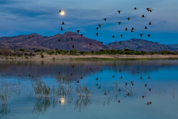 Moonrise and Ibis Flock, Ash Meadows NWR, Nevada.
