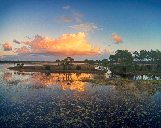 Morning Light Reflected, Savannas Preserve State Park, FL