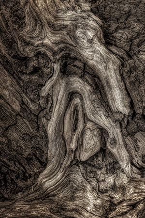 Driftwood Detail #5