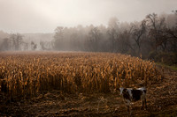 The Cow's in the Corn, West Haven