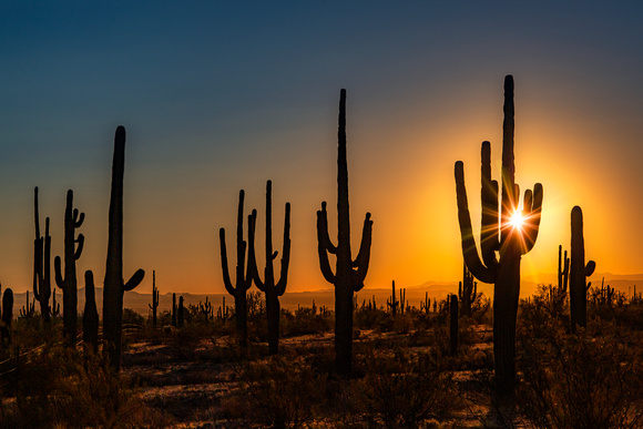Sonoran Desert Sunrise, Picacho State Park, Arizona