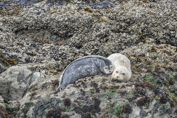 Harbor seals, Elephant Rock, Bandon OR