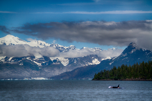 Orca near the Columbia Glacier, Colleges Inlet